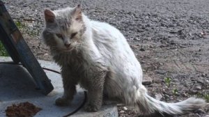 В мусорном баке выживает белый пушистый котик, глаза все в гною, все люди проходят мимо