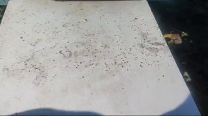 Сосед ахринел, сколько клеща, когда обработал своих пчел бипином. 1 октября 2024 года.