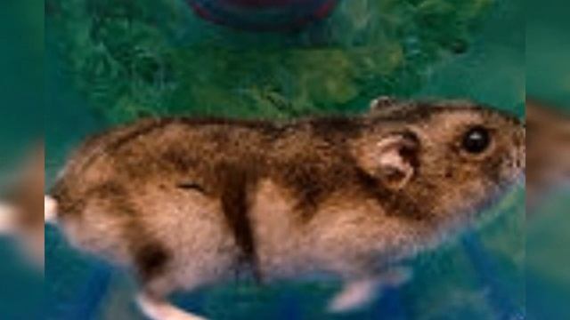 Всё о колесе для хомяка./Колесо для хомяка./FionaTV-pets.