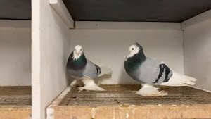 Голуби Tauben Pigeons Маздовские сизые