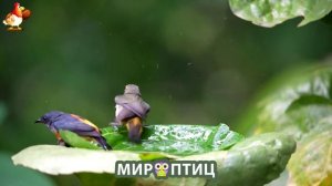Мир птиц – красота и грация пернатых созданий Природы 🦩🦚🦜 Выпуск (69) 🦉🐦🐤