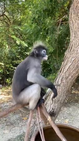 Очковые лангуры 🐒. Беспокоют блошки.