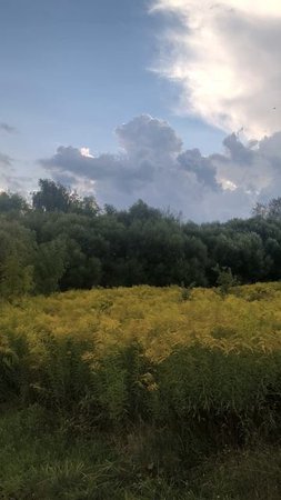 Желтые травы на городском лугу
