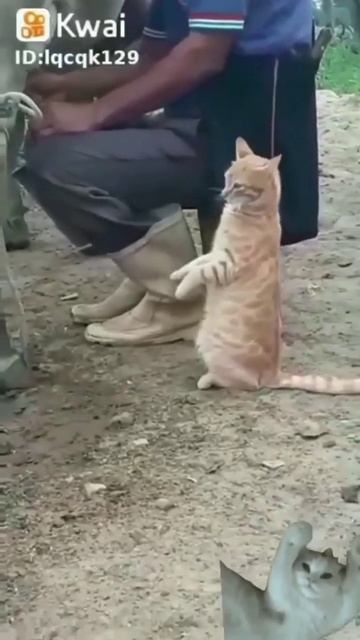 кот пьёт струйное молоко #shorts #приколы