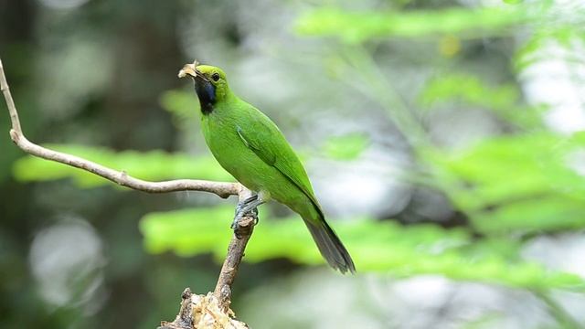 golden-fronted leafbird (Chloropsis aurifrons)/female