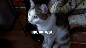 Мишка оценивает видео перед загрузкой на канал / SANISHOW