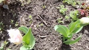 Получил сайдинг на ворота, начал ремонт санузла, огородные дела, установил сайдинг.