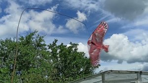 ДРОЗДЫ - как сберечь урожай.