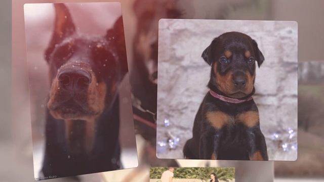 ДОБЕРМАН. Всё о породе Doberman! Рассказывает эксперт