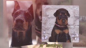 ДОБЕРМАН. Всё о породе Doberman! Рассказывает эксперт