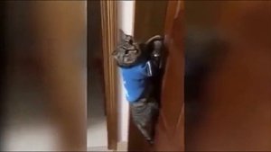 Говорящий кот: "Открой дверь!" Сенсация! (прикол)