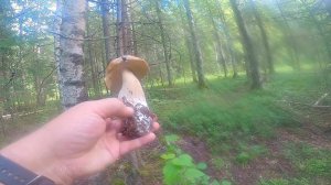 Грибы Урала на 31.07.2024г.