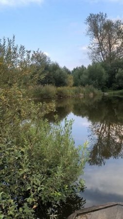 Прудик среди зелени