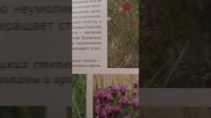 Весна в заповедной степени