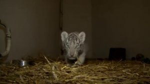 Полтора натуралиста: Леопарды