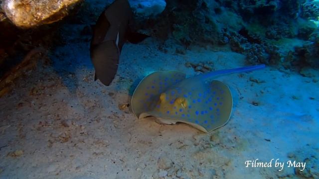 Красное море. Точка зрения/Red Sea. Point of view. смотреть онлайн