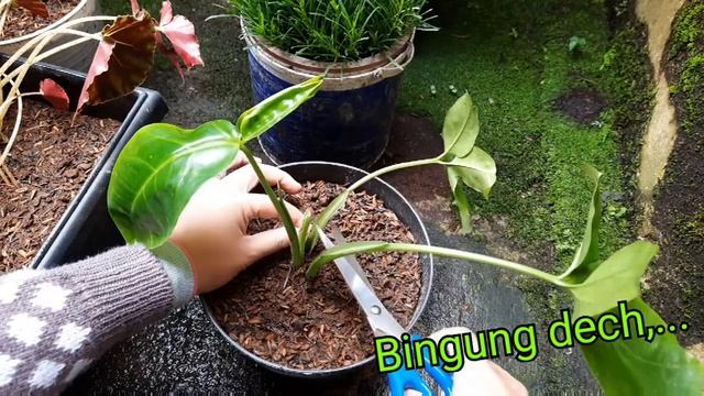 Menanam Syngonium Kelinci (Syngonium Auritum)