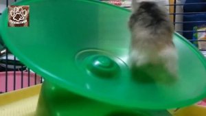 Смешные хомяки бегают в колесе Видео с животными для детей
