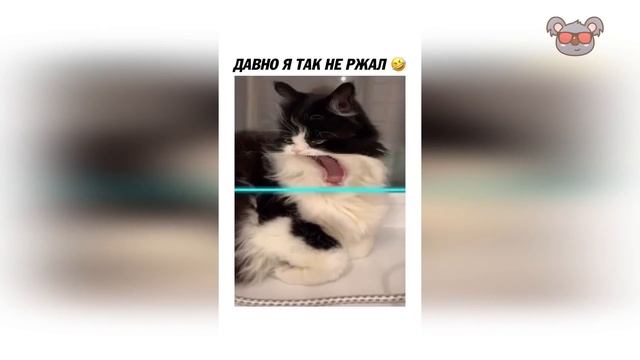 😂 ЛУЧШИЕ ПРИКОЛЫ ФЕВРАЛЬ 2022 | Я РЖАЛ ДО СЛЕЗ | Выпуск №305