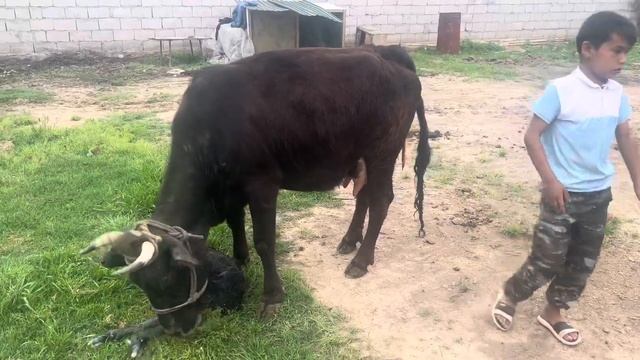 Гове ки буғуз да канал фиридем ируз зойд тел 905 00 80 03 18 апреля смотреть онлайн