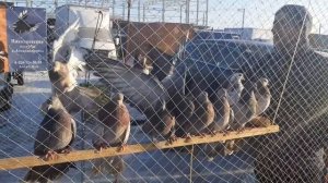 Мраморные голуби из Александровки, коверкотовые и сиреневые из Волгограда. Сборная ярмарка голубей.