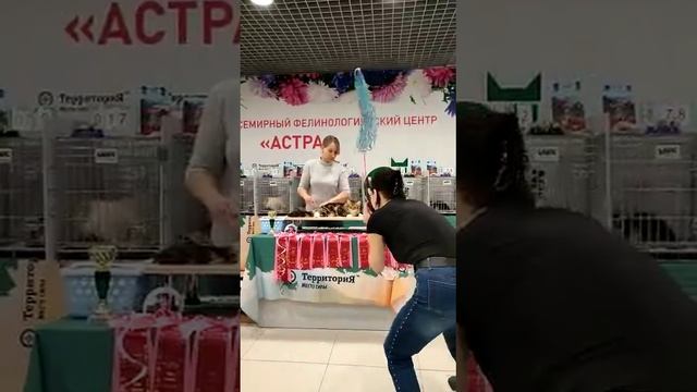 Сибирский котик Musson Crown of Siberia на выставке 04.02.23, Best kitten фан-шоу Сибирское Чудо