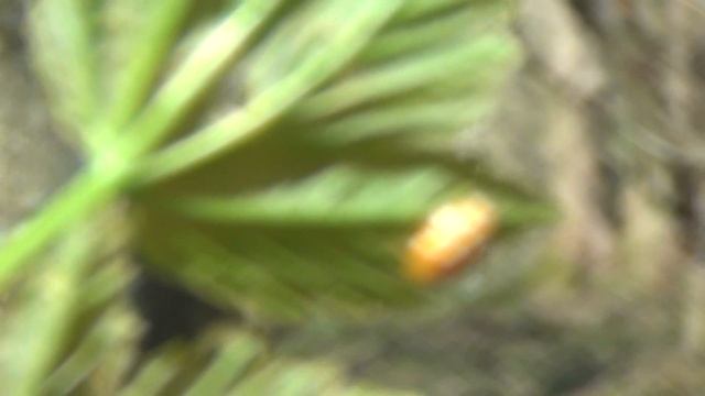 coccinelle orange смотреть онлайн