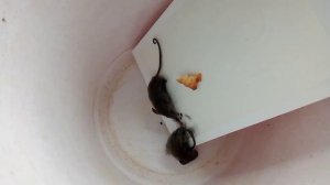 Мама поймала 5 и 6 мышь
