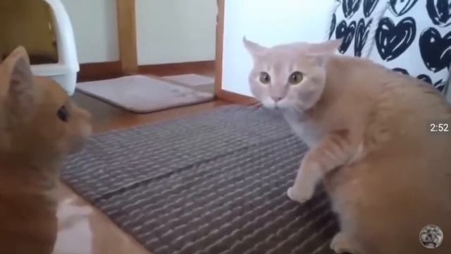 Испуги котов