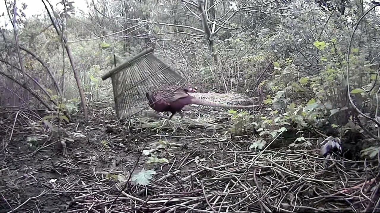 СПУСКОВОЙ МЕХАНИЗМ ЛОВУШКА ПИРАМИДА+секрет ГРЕЦКИЙ ОРЕХ