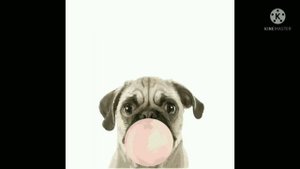 Мышка Сосиска Собачка Жвачка Кошка Картошка Задом Наперед