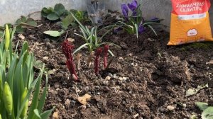 ПОМОГАЕМ ПИОНАМ НАРАСТИТЬ ЗЕЛЕНУЮ МАССУ ВЕСНОЙ