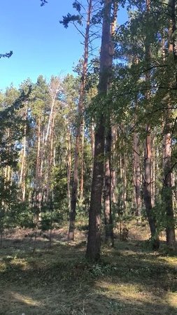 Летние сосны