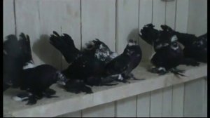 Статные голуби