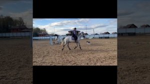 Олеандр 5 лет мерин