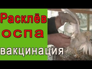 Расклёв, оспа птиц || Зачем прививать птицу?