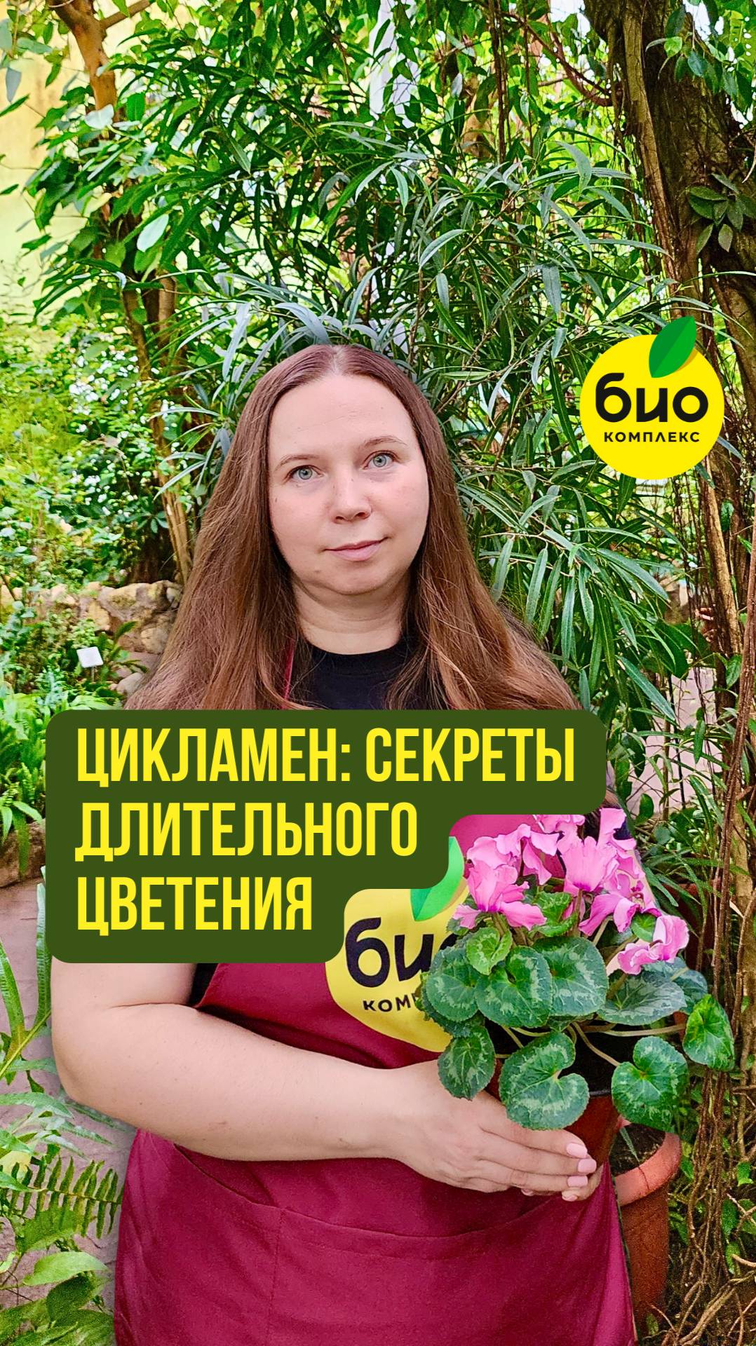 Цикламен: секреты длительного цветения