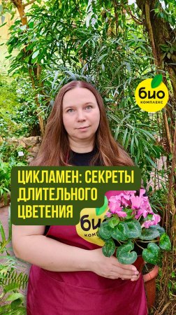 Цикламен: секреты длительного цветения