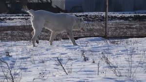 Туркменский алабай (САО)