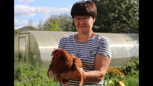 Как вырастить несушек с прибылью: Полная инструкция