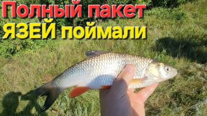 🔥Полпакета ЯЗЕЙ🔥 поймали на Апарыша!! Рыбалка на р.Сура!! Пнза...