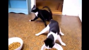 Бешеные коты)))) ПРИКОЛЫ