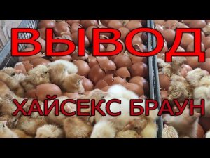 Цыплята Хайсекс Браун | Вывод несушки Хайсекс Браун