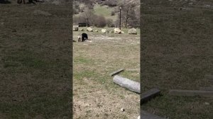 1000327529.mp4 НАЛЬЧИК. 27.03.2024. Мои прогулки и путешествия. У озера Любви.