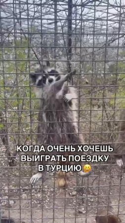 Оформите заказ и получите замечательные призы в благодарность за ваше доверие! 🎁