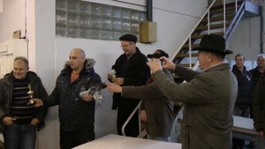 Выставка голубей Германия Herford 2013 Часть 2