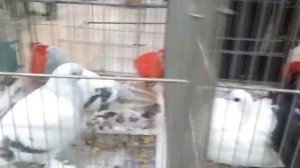 выставка голубей в Челябинске   exhibition of pigeons