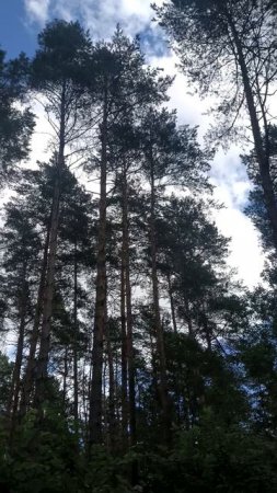 Сосны и небо
