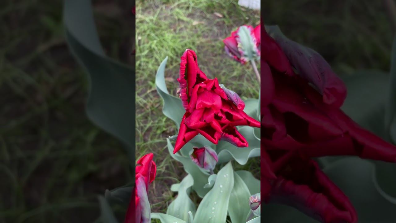 #тюльпаны #цветы #растениядлясада #растения #flower