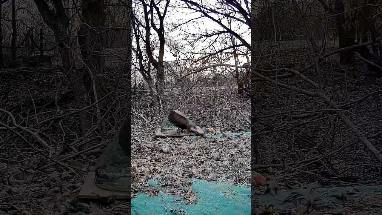 ЛОВУШКА НА ФАЗАНА С ALIEXPRESS